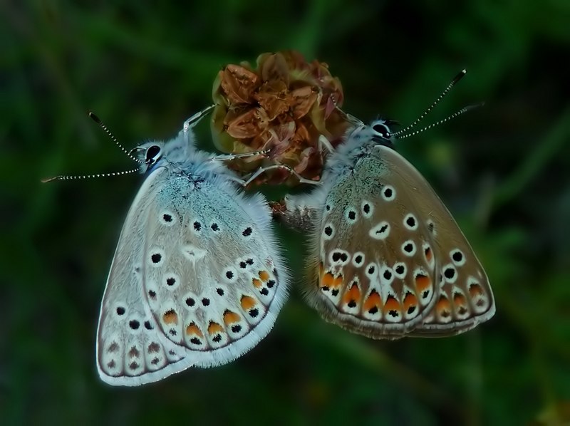 M e F  : foto di coppia